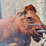 Cochon de laie à la broche